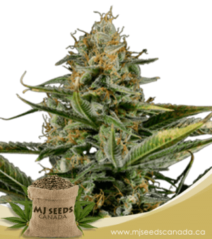 Amnesia Kush Autoflowering Marijuana Seeds