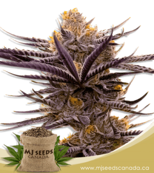 Blueberry Badazz OG Feminized Marijuana Seeds
