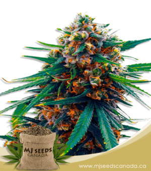 Blueberry Feminized Marijuana Seeds