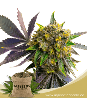 Bubba Kush Autoflowering Marijuana Seeds