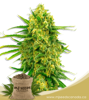 Mexican High CBD Marijuana Seeds