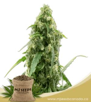 G13 Autoflowering Marijuana Seeds