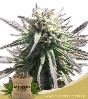 Gelato Regular Marijuana Seeds
