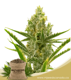 Gelato Autoflowering Marijuana Seeds