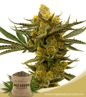 Gold Leaf Feminized Marijuana Seeds