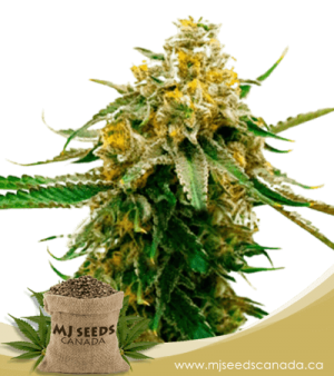 Gorilla G Lemon Feminized Marijuana Seeds