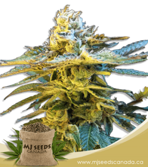 Grandaddy Black Feminized Marijuana Seeds