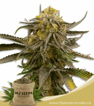 Grandaddy Bruce Feminized Marijuana Seeds