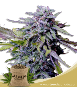 Grandaddy Purple Feminized Marijuana Seeds