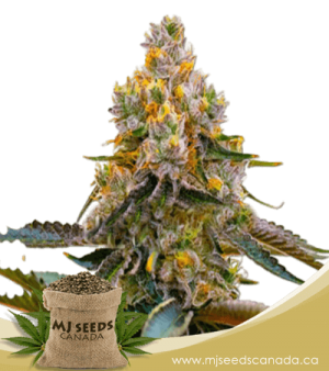 Grape Killer 99 Feminized Marijuana Seeds