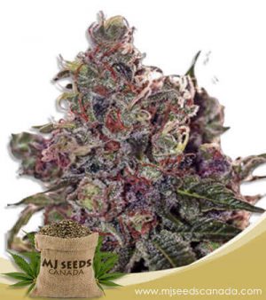 Grapefruit Feminized Marijuana Seeds