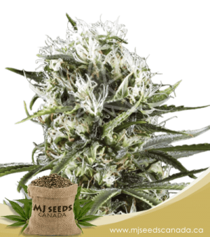 Great White Shark Feminized Marijuana Seeds