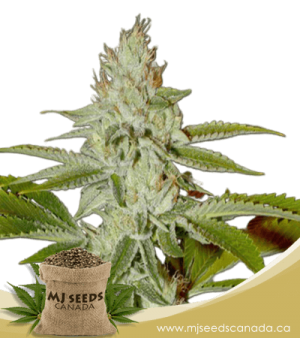 Hellfire OG Feminized Marijuana Seeds