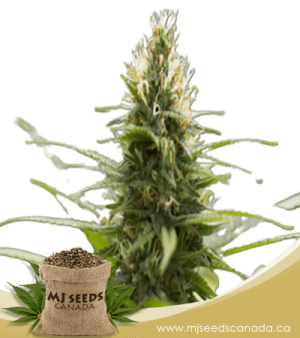 Jack Herer Feminized Marijuana Seeds