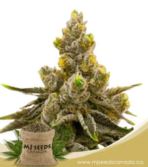 Kalimist Feminized Marijuana Seeds