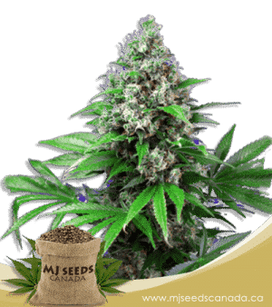 Killer Feminized Marijuana Seeds