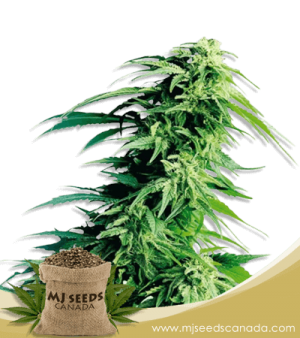 Kush XL Autoflowering Marijuana Seeds