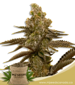 LSD Feminized Marijuana Seeds