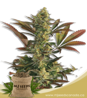 Lemon Garlic Feminized Marijuana Seeds