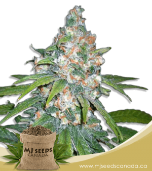 Lemon Haze Diesel Feminized Marijuana Seeds