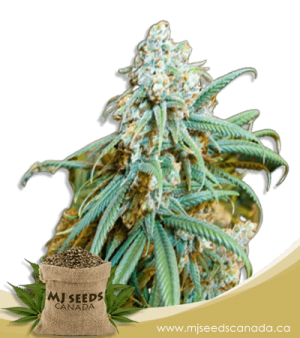 Lemon Kush Feminized Marijuana Seeds