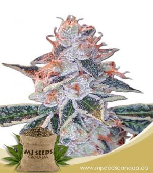 Lemon OG Feminized Marijuana Seeds