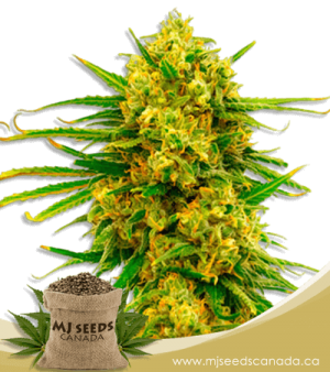 Lemon Tree Feminized Marijuana Seeds