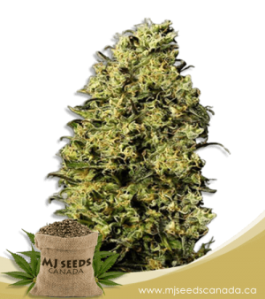 M8 Feminized Marijuana Seeds