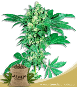 Maple Leaf Feminized Marijuana Seeds