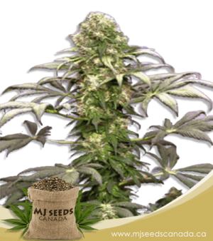 Matanuska Tundra Feminized Marijuana Seeds