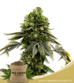 Moby Dick Feminized Marijuana Seeds