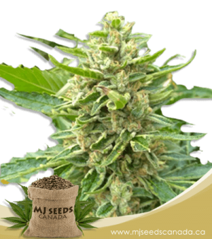 Mochalope Feminized Marijuana Seeds