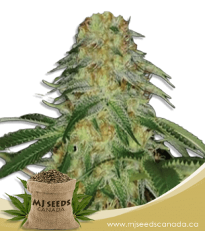 Monkey OG Feminized Marijuana Seeds