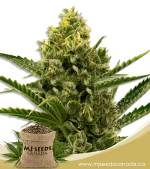 Nicole Kush Feminized Marijuana Seeds