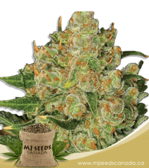 Northern Critical Feminized Marijuana Seeds