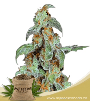 Orange Bud Feminized Marijuana Seeds