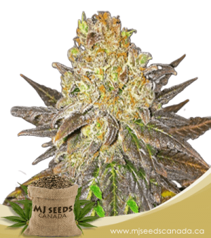 Oregon Peach Feminized Marijuana Seeds