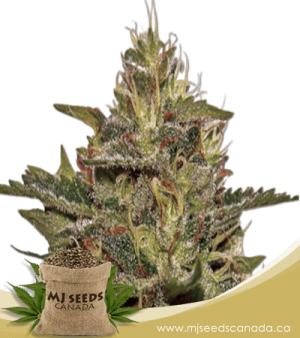 Original Cheese Feminized Marijuana Seeds