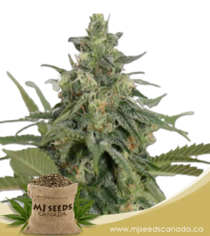 Original Lemon Pie Feminized Marijuana Seeds