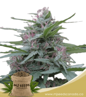 Panama Feminized Marijuana Seeds