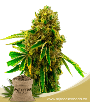 Pineapple Haze Feminized Marijuana Seeds