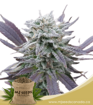 Purple Haze Autoflowering Marijuana Seeds