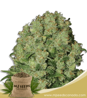 White Russian Fast Version Marijuana Seeds