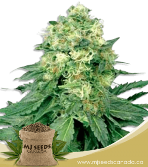 White Widow Regular Marijuana Seeds