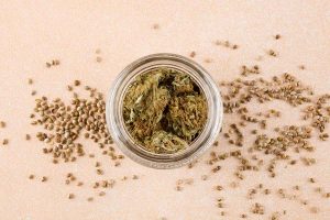 What Can You Get From Feminized Marijuana Seeds