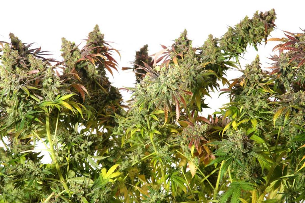 Where to Purchase the Finest Autoflowering Marijuana Seed