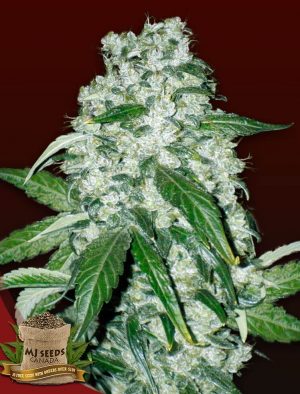 G13 Feminized Marijuana Seeds