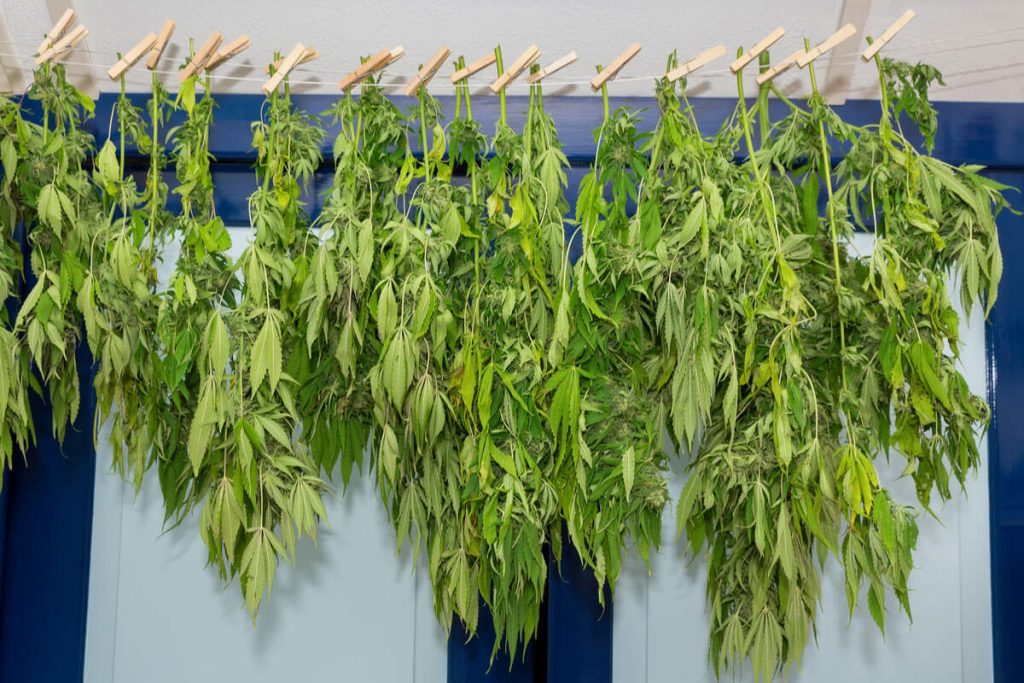 How to Dry Weed: Complete Guide