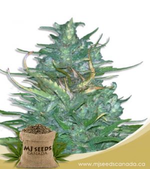 Auto CBD Blueberry (1:16) Marijuana Seeds