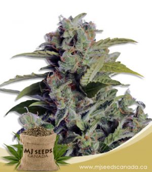 Cherry Kush Autoflowering Marijuana Seeds